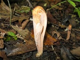 Clavariadelphus americanus image