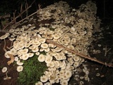 Clitocybula abundans image