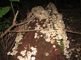 Clitocybula abundans image