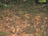 Craterellus fallax image