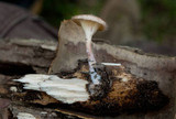 Panus neostrigosus image