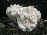 Hericium americanum image