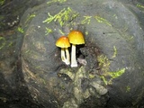 Bolbitius callistus image