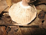 Hypomyces lateritius image