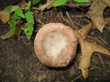 Hypomyces lateritius image