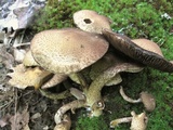 Lacrymaria echiniceps image