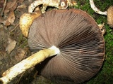 Lacrymaria echiniceps image