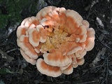 Laetiporus cincinnatus image