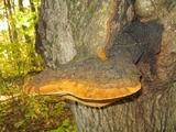 Phellinus igniarius image