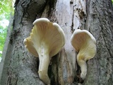 Hypsizygus ulmarius image