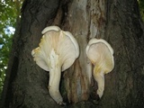 Hypsizygus ulmarius image