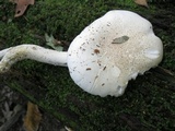 Hypsizygus ulmarius image