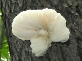 Pleurotus pulmonarius image