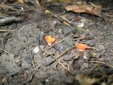 Sarcoscypha occidentalis image