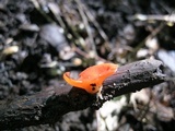 Sarcoscypha occidentalis image