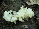 Sebacina sparassoidea image