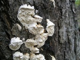 Sarcodontia pachyodon image