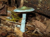 Stropharia aeruginosa image