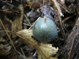Stropharia aeruginosa image