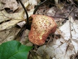 Suillus spraguei image