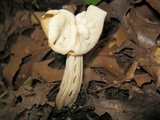 Helvella crispa image