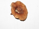 Hypomyces lateritius image