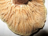 Hypomyces lateritius image