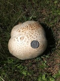 Calvatia booniana image