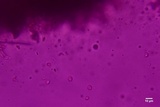 Tulasnella violea image