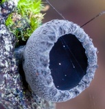 Plectania platensis image