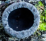 Plectania platensis image