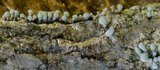 Penicillium vulpinum image