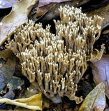 Ramaria gracilis image