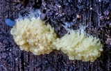 Arcyria obvelata image