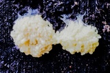 Arcyria obvelata image