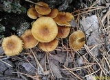 Pholiota highlandensis image