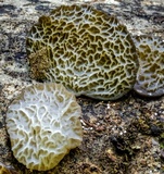 Auricularia delicata image