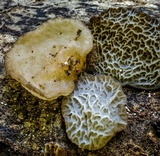 Auricularia delicata image