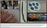 Scutellinia vitreola image