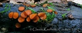 Scutellinia vitreola image