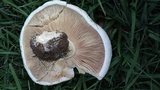 Lepista caffrorum image
