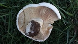 Lepista caffrorum image