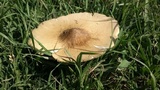 Termitomyces umkowaan image