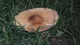 Termitomyces umkowaan image