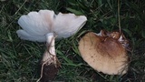 Termitomyces umkowaan image