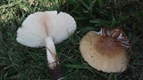 Termitomyces umkowaan image