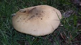 Termitomyces umkowaan image