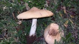 Termitomyces umkowaan image
