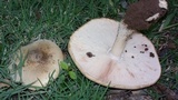 Termitomyces umkowaan image