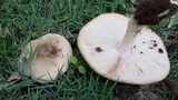 Termitomyces umkowaan image